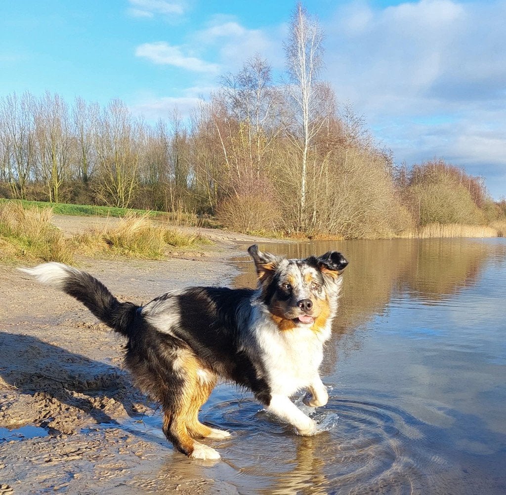 Dekreu ( niet te koop!! ), Reu, 1 tot 2 jaar, Parvo, Eén hond