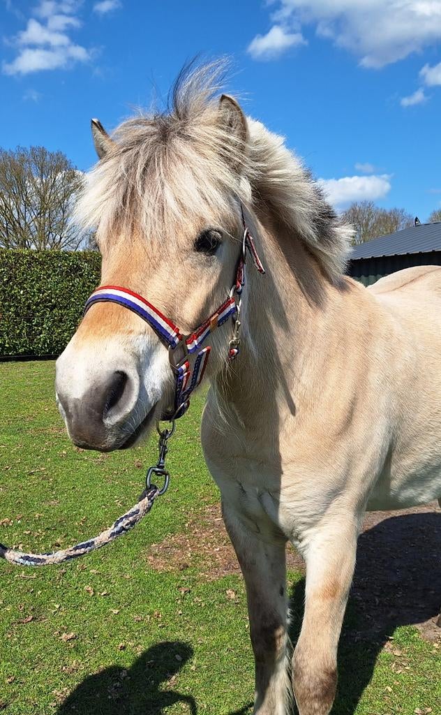 Mooie twee jarige fjordenruin, Dieren en Toebehoren, Pony's, Met stamboom, Ruin, 0 tot 2 jaar, Recreatiepony