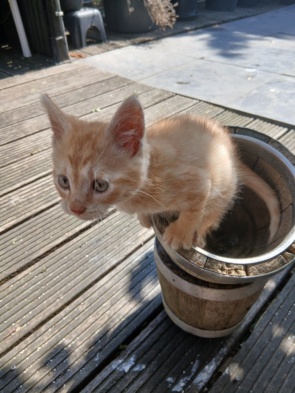 4 kittens te koop. Met de fles groot gebracht. Nu 8 weken ou, Geslacht onbekend, Kortharig, 0 tot 2 jaar