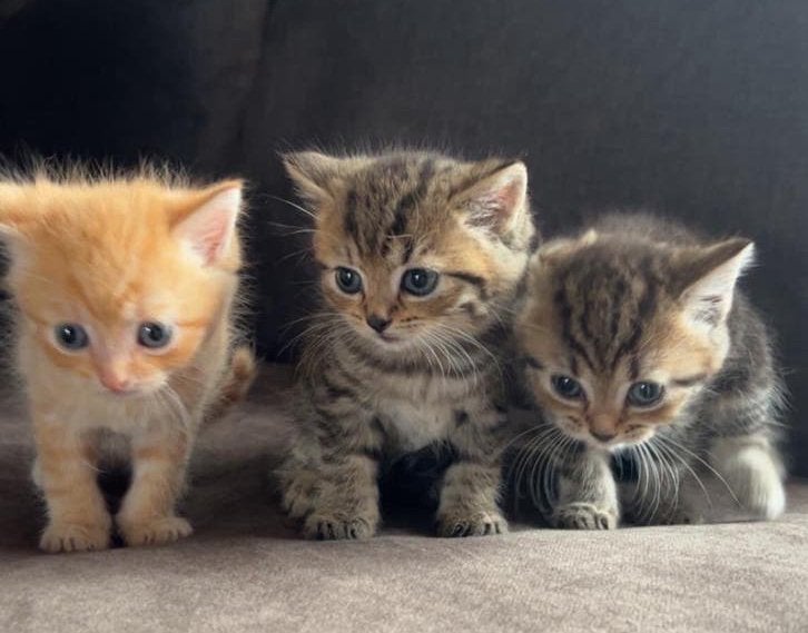 Kittens donkere poesjes rode kater, Dieren en Toebehoren, Meerdere dieren