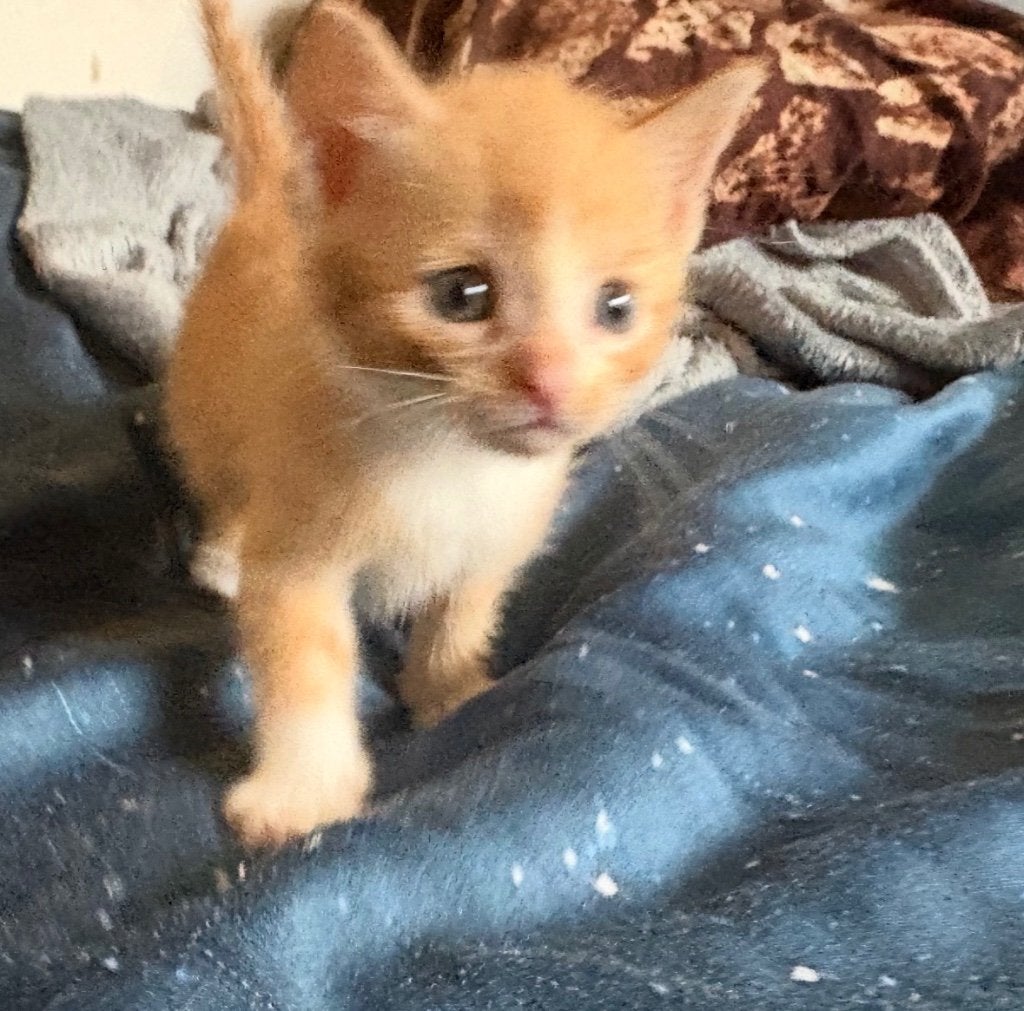 Binnenkort! Hebben wij kittens te koop 😊Ze mogen weg in Okt, Dieren en Toebehoren, Meerdere dieren, Kortharig, 0 tot 2 jaar