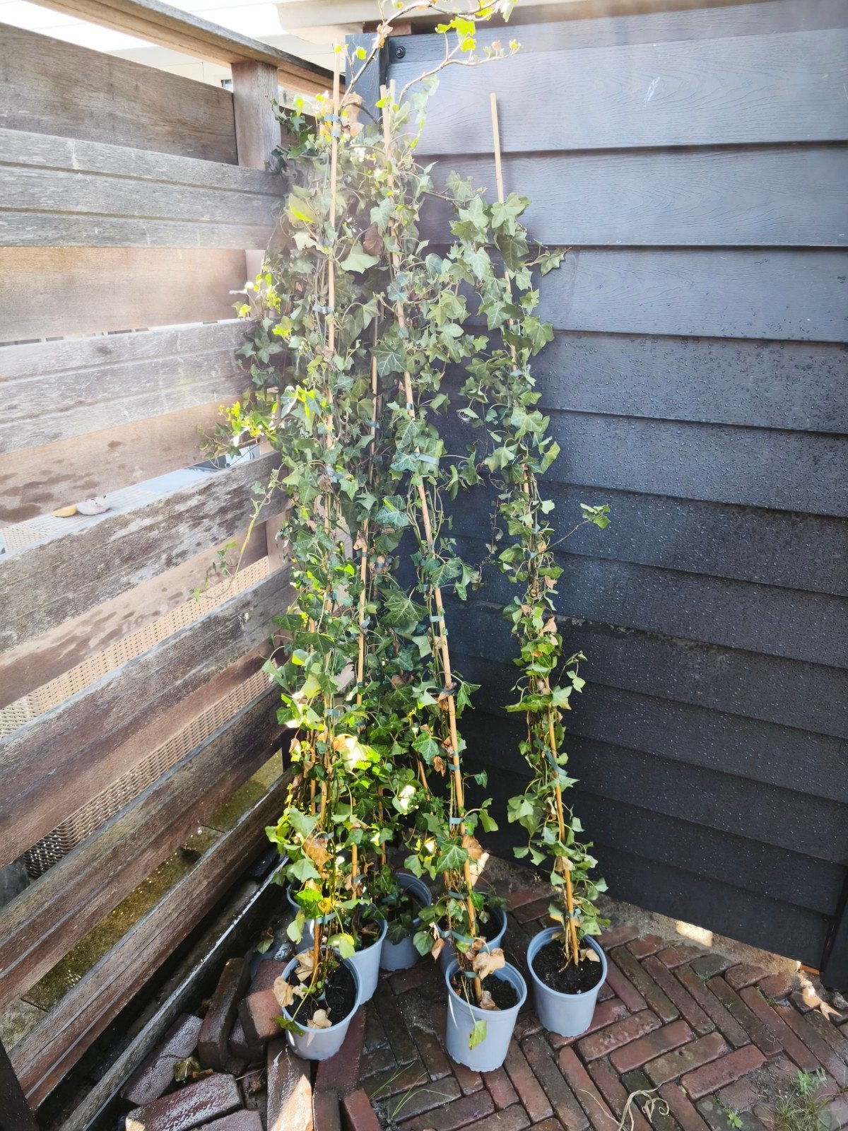 7 Klimop Hedera Planten - Groene Afscheiding, Ophalen, Vaste plant, Bloeit niet, Halfschaduw