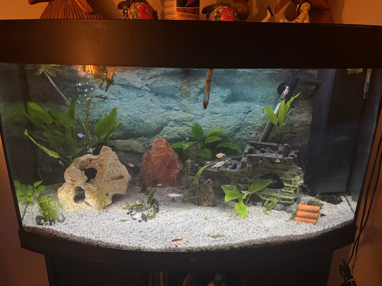 Mooie juwel aquarium. 250 ltr, Ophalen, Verlichting of Verwarming, Zo goed als nieuw, Inclusief vissen