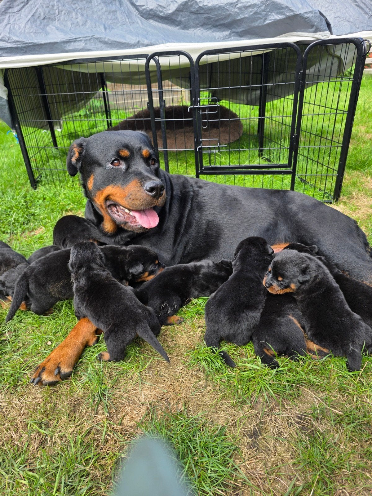 Prachtig mooie Rottweiler pups te koop!, Dieren en Toebehoren, 8 tot 15 weken, HCC (leverziekte), Meerdere, Meerdere dieren