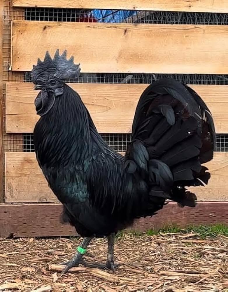 Ayam Cemani haan, Mannelijk, Kip