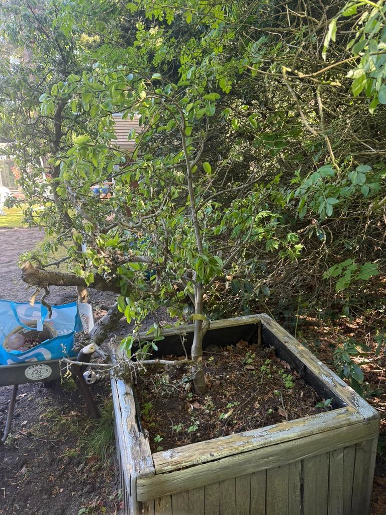 Tree apple tree, Ophalen of Verzenden, Zo goed als nieuw, Hout, Overige typen