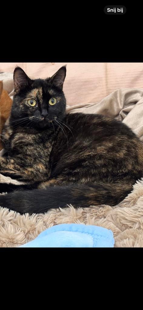 Lieve nono zoekt diamante huis, Poes