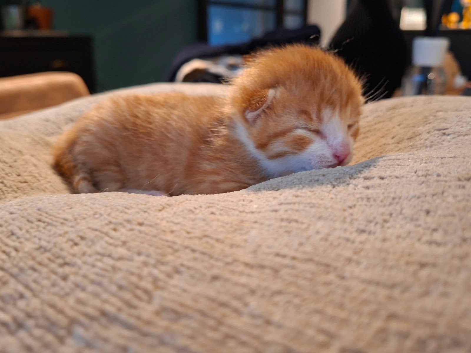 lieve kittens, Dieren en Toebehoren, Meerdere dieren, Kortharig, 0 tot 2 jaar