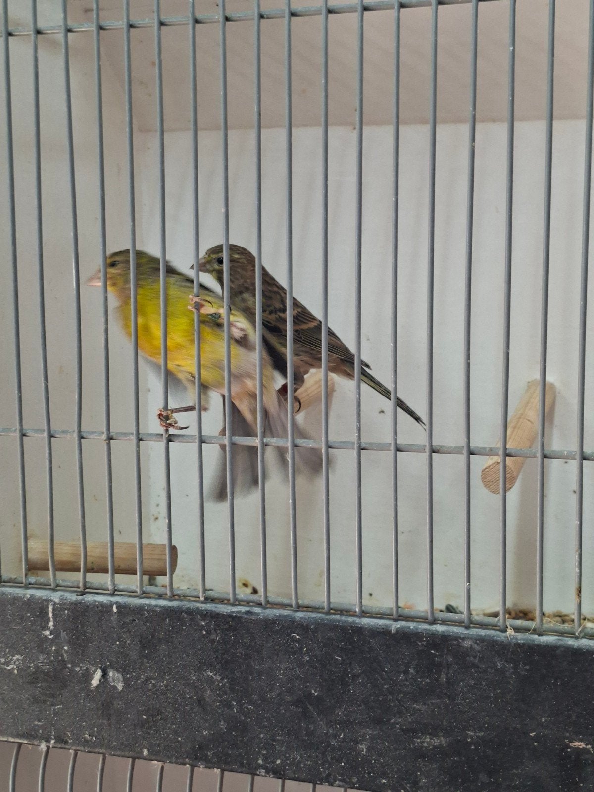 koppel wilde kanarie, Dieren en Toebehoren