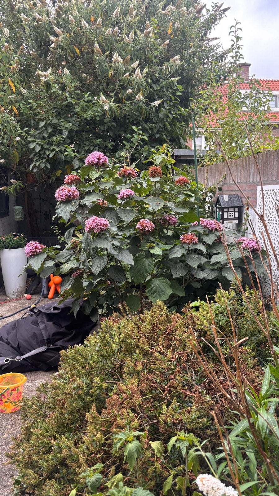 Prachtige Clerodendrum bungei (Pindakaasboom), Volle zon, Vaste plant, Herfst, Ophalen