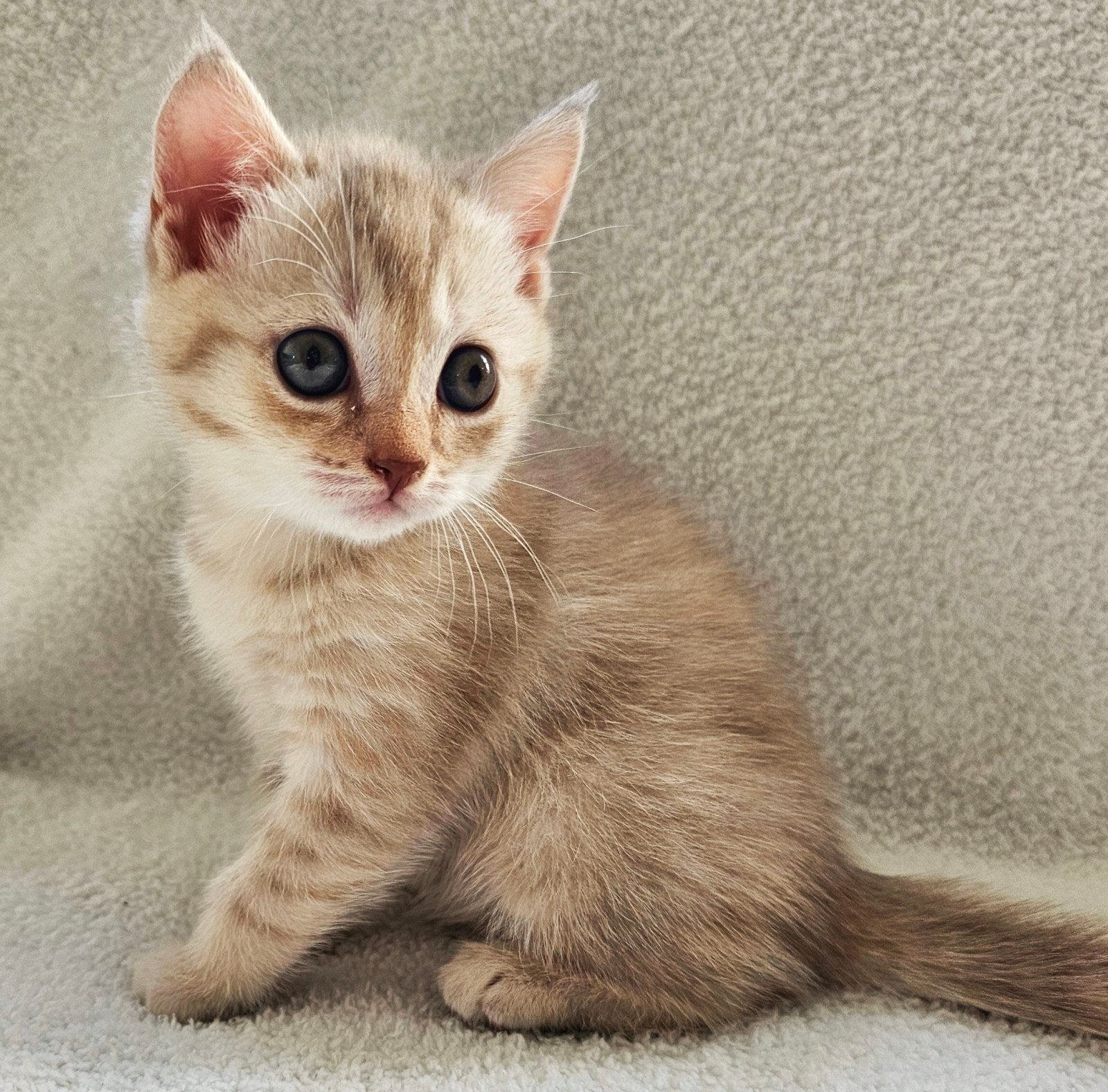 Britse korthaar kittens, Meerdere dieren, Gechipt, 0 tot 2 jaar