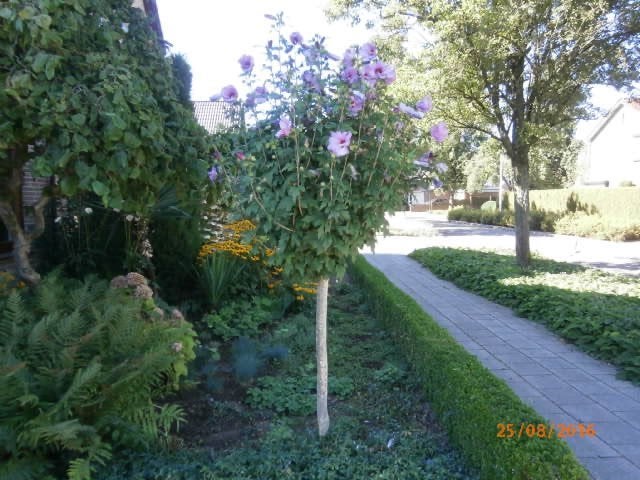 UNIEK HIBISCUS OP STAM (NIET GEENT) IN POT GEKWEEKT, Tuin en Terras, Planten | Bomen, 100 tot 250 cm, Zomer, Ophalen, Volle zon