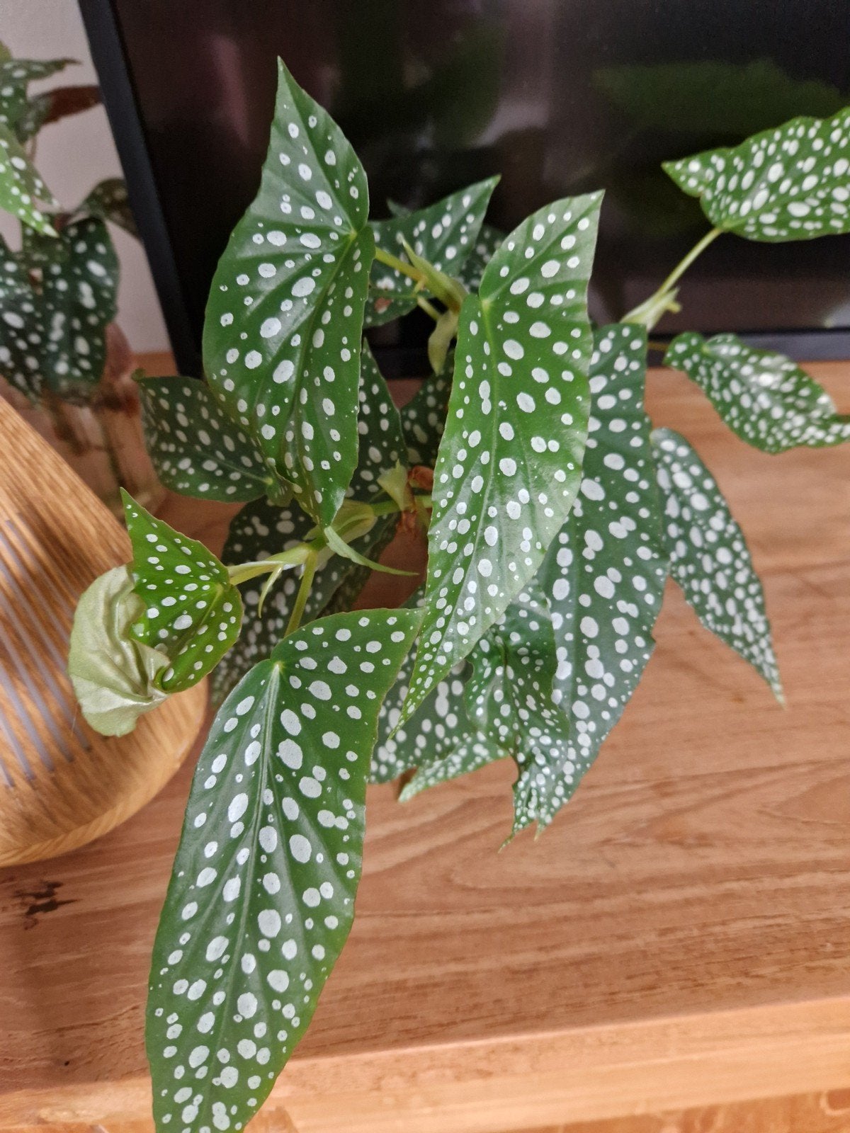 Goed gewortelde stekken begonia double dot, Ophalen of Verzenden, Halfschaduw, Minder dan 100 cm