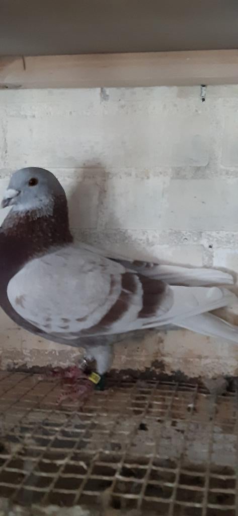 Vale doffer, Dieren en Toebehoren, Vogels | Duiven, Mannelijk, Postduif