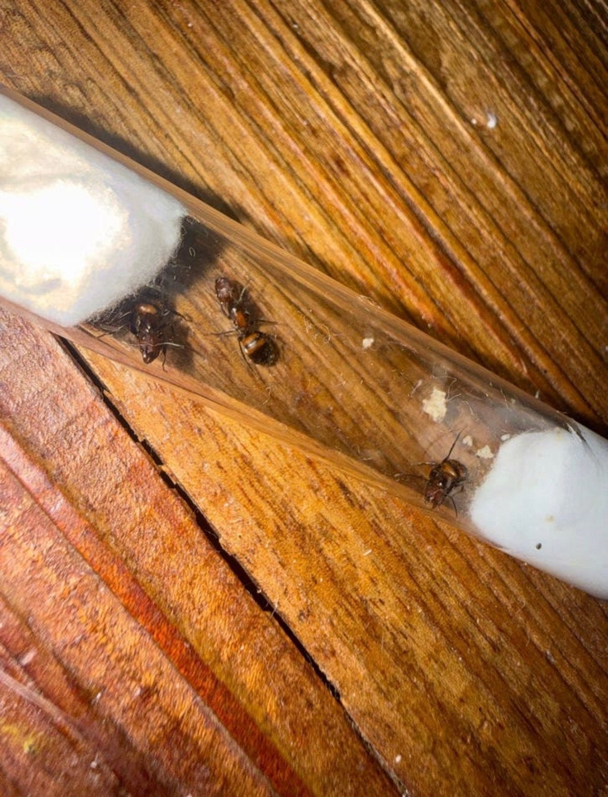 Camponotus nicobarensis mieren koninginnen