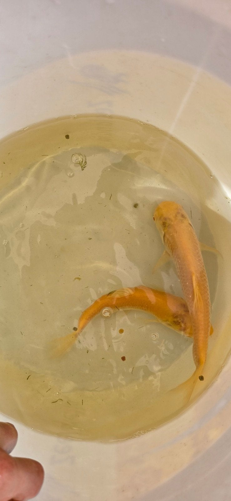 albino graskarpers, Dieren en Toebehoren, Vissen | Vijvervissen, Karper of Koi
