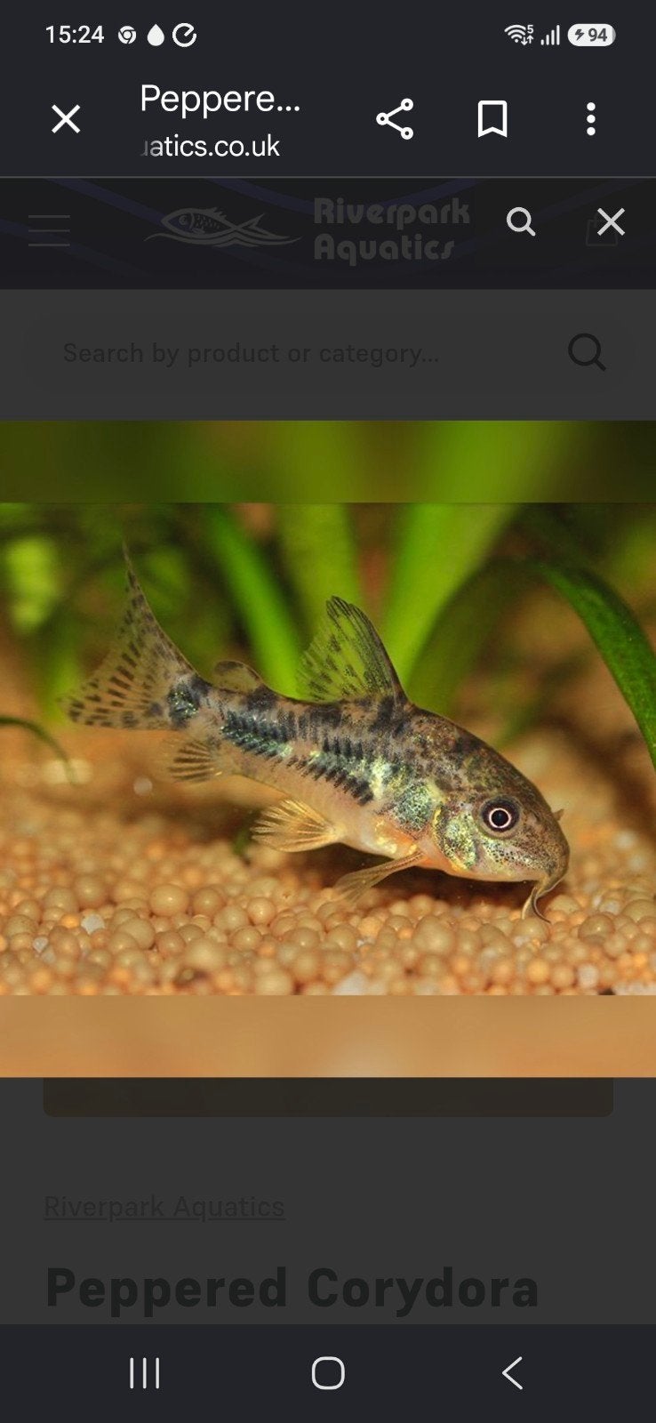 corydoras venezuela orange  albino paleatus, Vis
