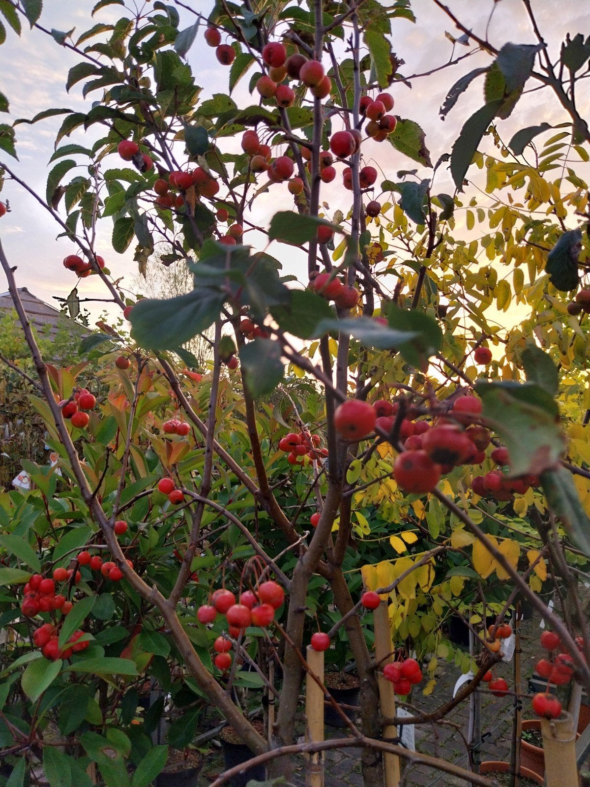 Sierappel Malus Red Sentinel - Diverse Maten, Overige soorten, Lente, 100 tot 250 cm, Ophalen