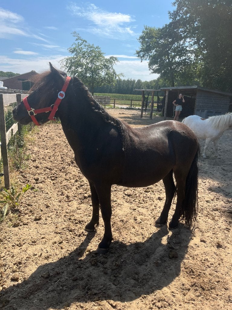 Twee lieve Shetlander ruinen, Met stamboom, Ruin, A pony (tot 1.17m), 3 tot 6 jaar
