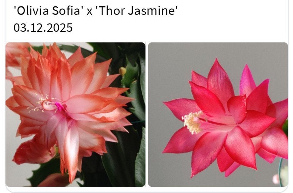 Schlumbergera nieuwe hybride zaadbesje op 1 bladsegment, Verzenden, Halfschaduw, Minder dan 100 cm