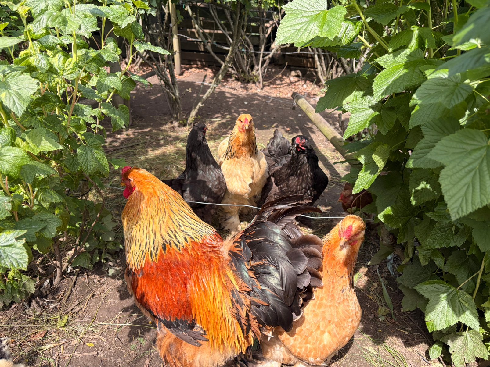 Brahma, brahma eieren, broedeieren, broed eieren, eitjes, Geslacht onbekend, Kip
