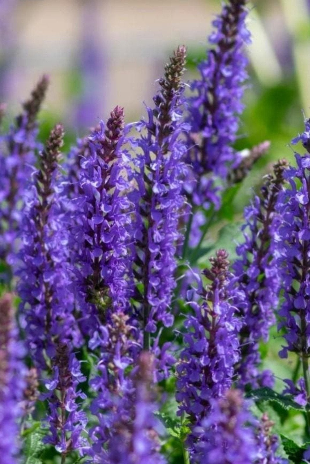 Salvia nemorosa 'Synchro Blue' P9 - Vaste plant, Overige soorten, Volle zon, Vaste plant, Ophalen of Verzenden