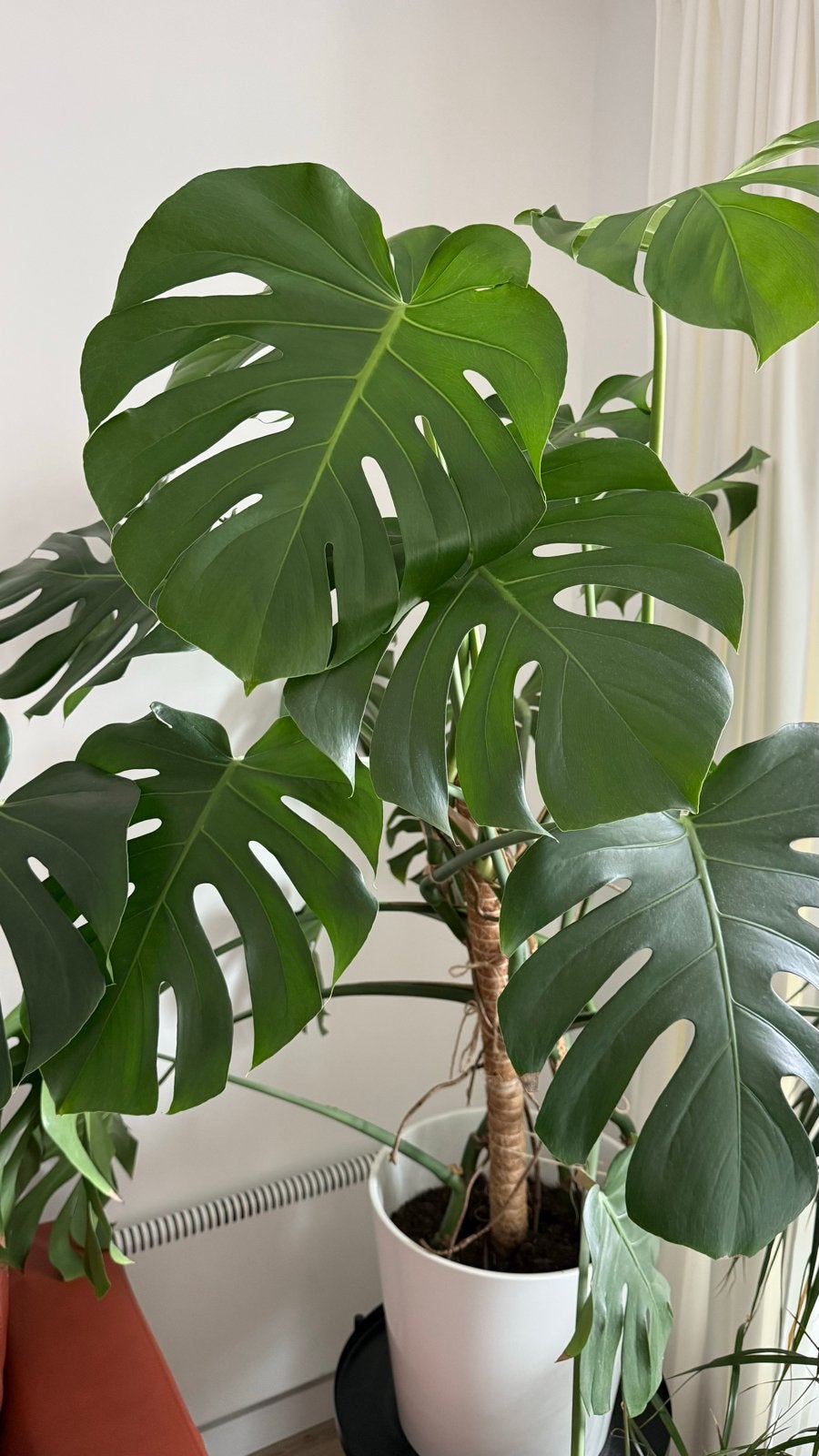 Grote Monstera Deliciosa - 145cm met mosstok en pot, Vaste plant, Bloeit niet, Halfschaduw, Ophalen