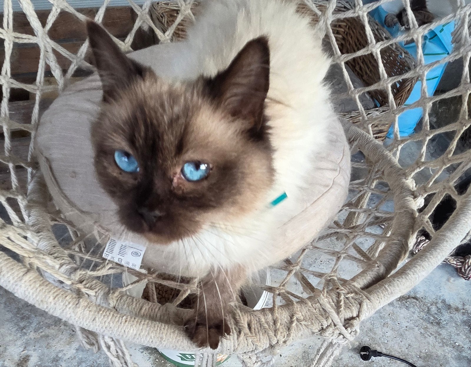 Ragdol katertje, Kater, Ontwormd, 0 tot 2 jaar