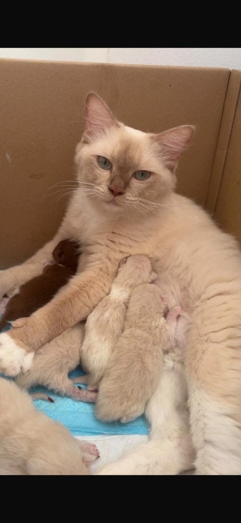 Prachtige Cinnamon & Cinnamon Sepia Ragdoll Kittens, Meerdere dieren, Gechipt, 0 tot 2 jaar
