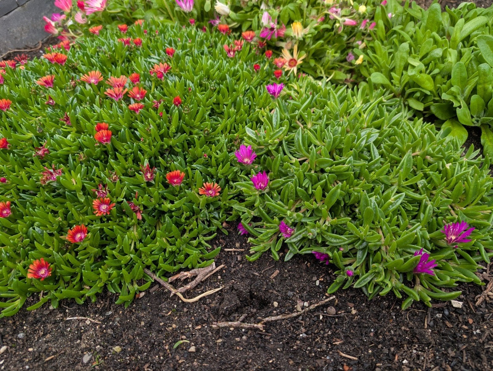 Ijsbloem Delosperma Cooperii fire spinner violette wonder, Ophalen, Zomer, Bodembedekkers, Volle zon