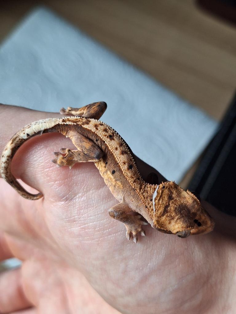 Wimpergekko 50% het axanthic Crested Gecko - unknown for sale from Tristan V.