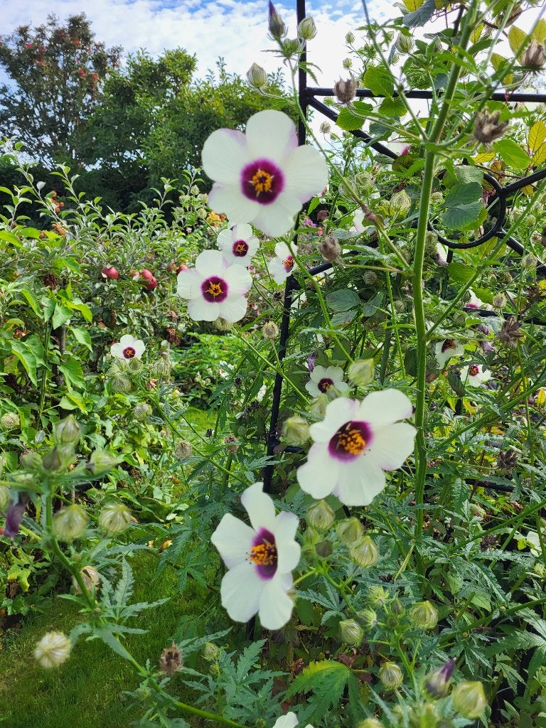 Zaden Hibiscus trionum, Ophalen of Verzenden, Volle zon