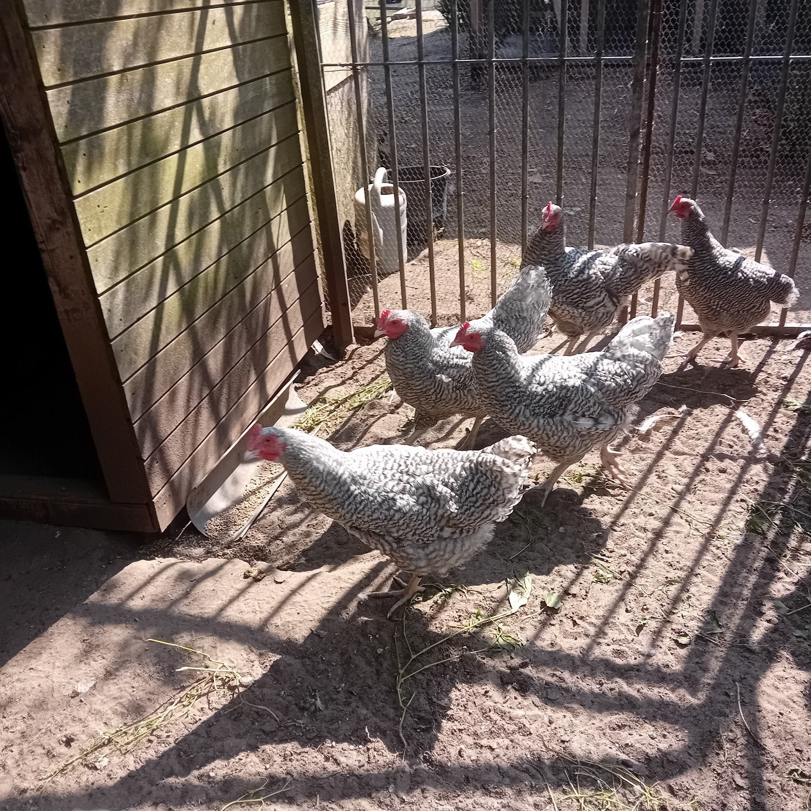 Hanen 7 Noord Hollandse Blauwe., Dieren en Toebehoren, Mannelijk, Kip