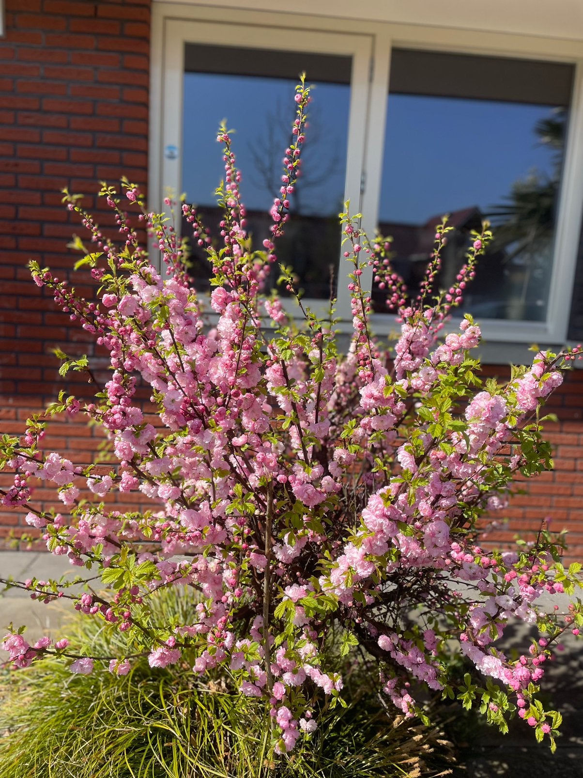 Amandelboompje (Prunus triloba), Tuin en Terras, Overige soorten, Lente, 100 tot 250 cm, Ophalen