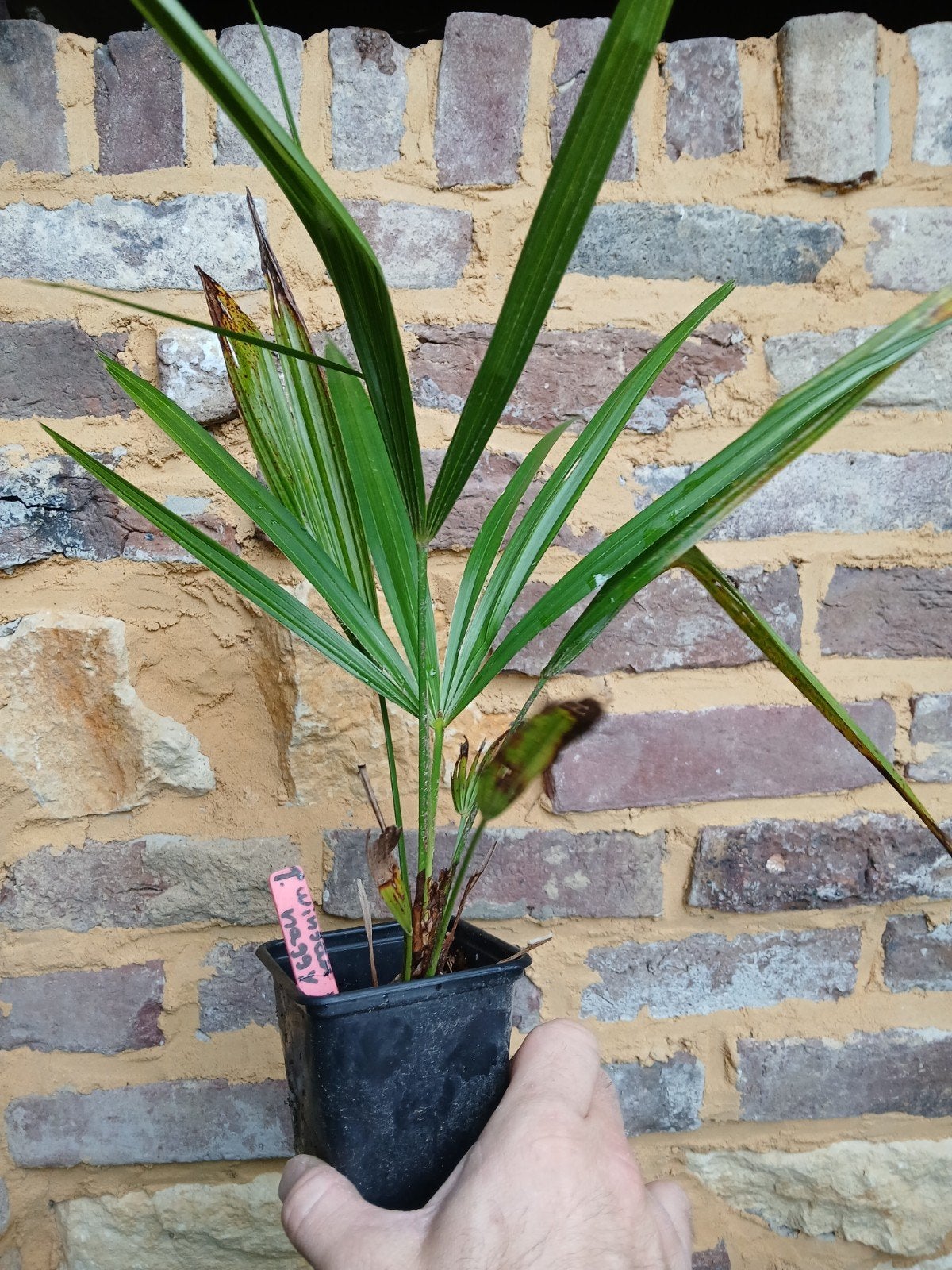 Palm, palmboom. Trachycarpus winsan x naggy zeer bijzonder!, Tuin en Terras, Planten | Tuinplanten, Ophalen of Verzenden, Bloeit niet