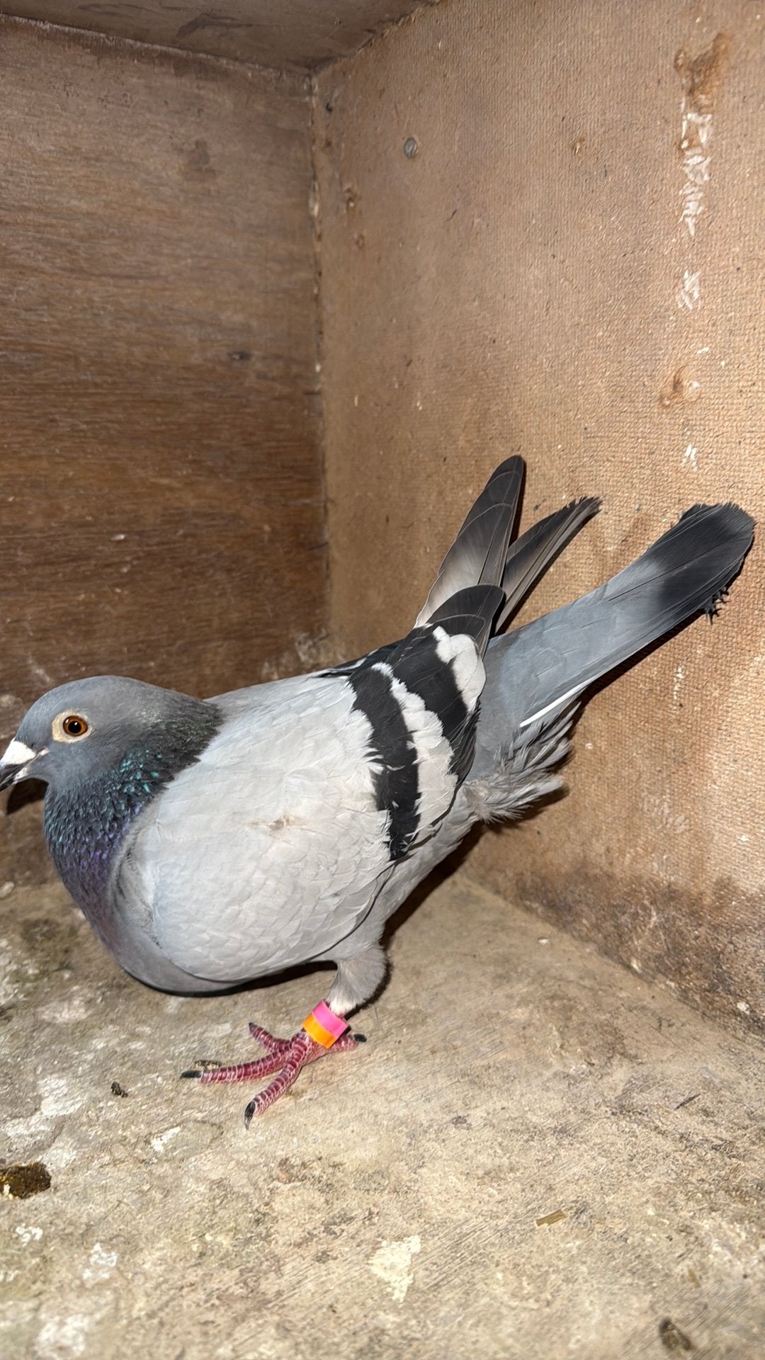 Doek, Dieren en Toebehoren, Vogels | Duiven, Mannelijk, Postduif