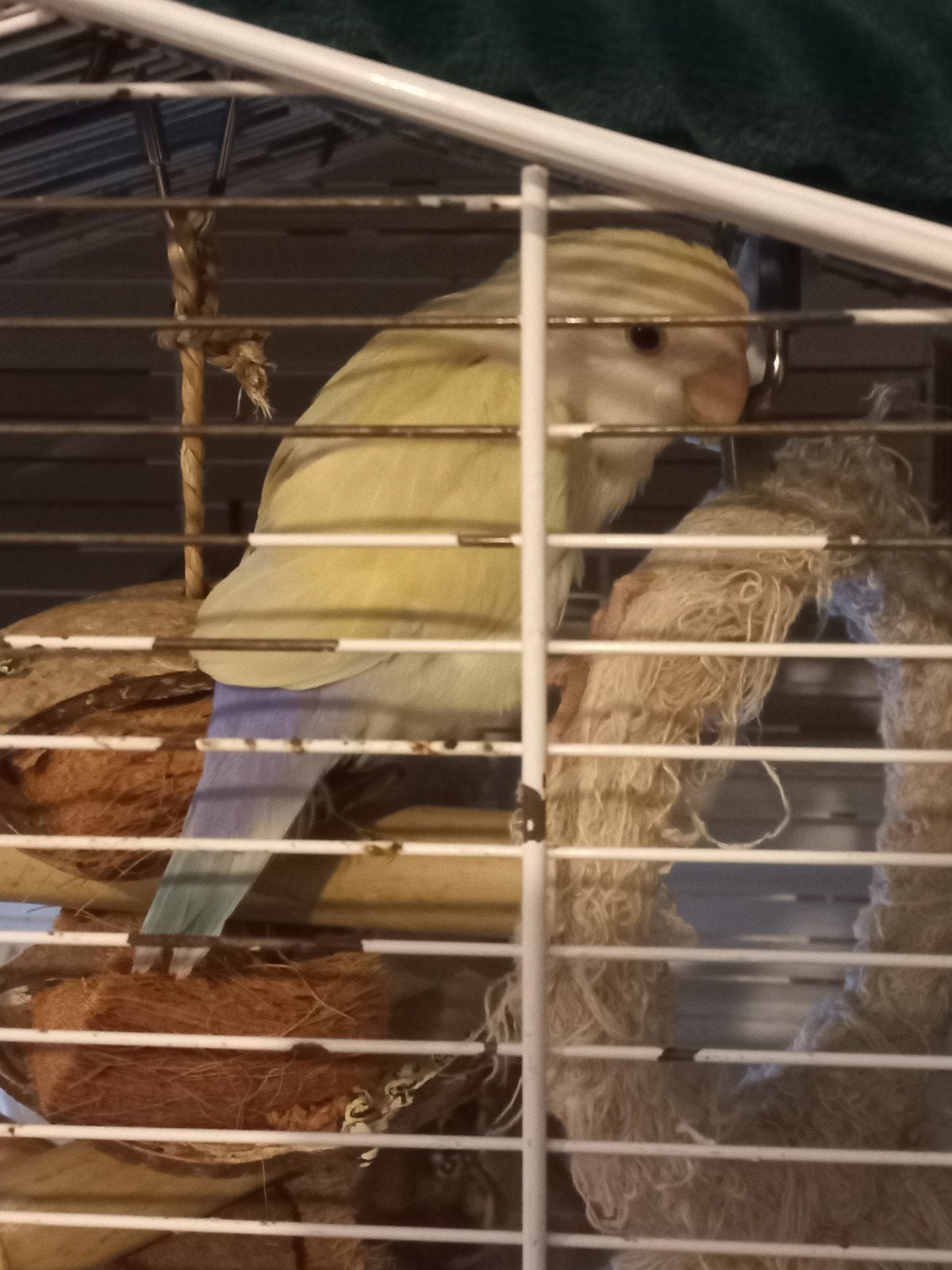 tamme agapornis, Geslacht onbekend, Dwergpapegaai of Agapornis, Tam