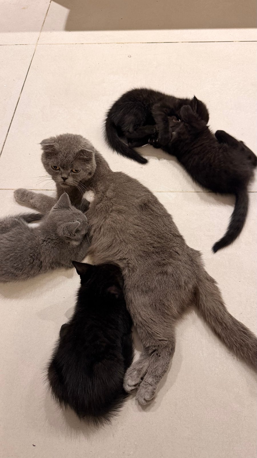 Kittens lief nestje zoekt thuis- Grijze kittens WEG
