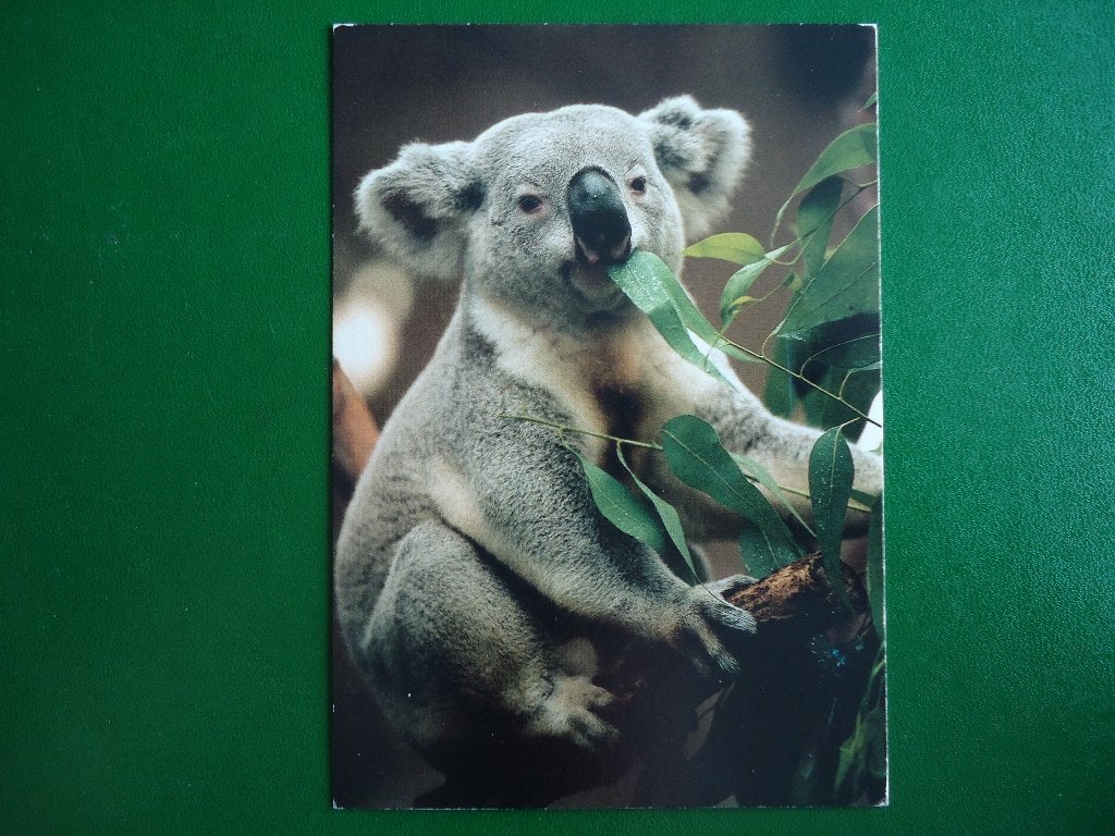 (610) Dierenkaart: KOALA, Verzamelen, Verzenden, 1980 tot heden, Gelopen, Overige soorten