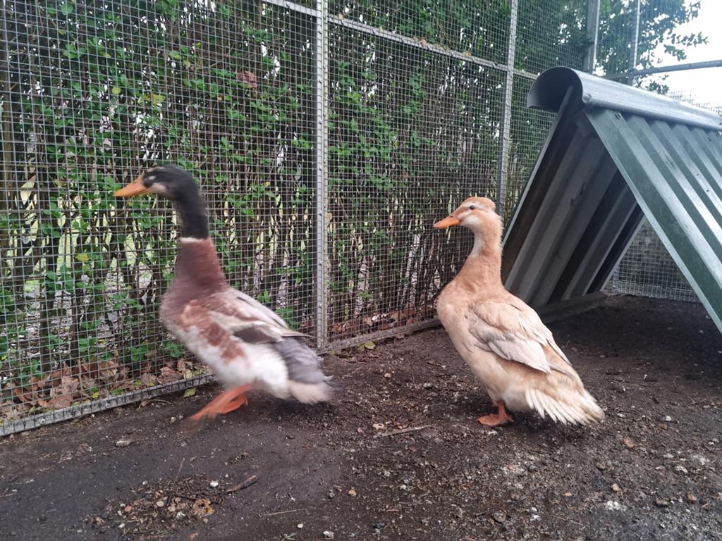Prachtige Saksen eend man Saksische eenden niet vliegend ras, Dieren en Toebehoren, Pluimvee, Mannelijk, Eend