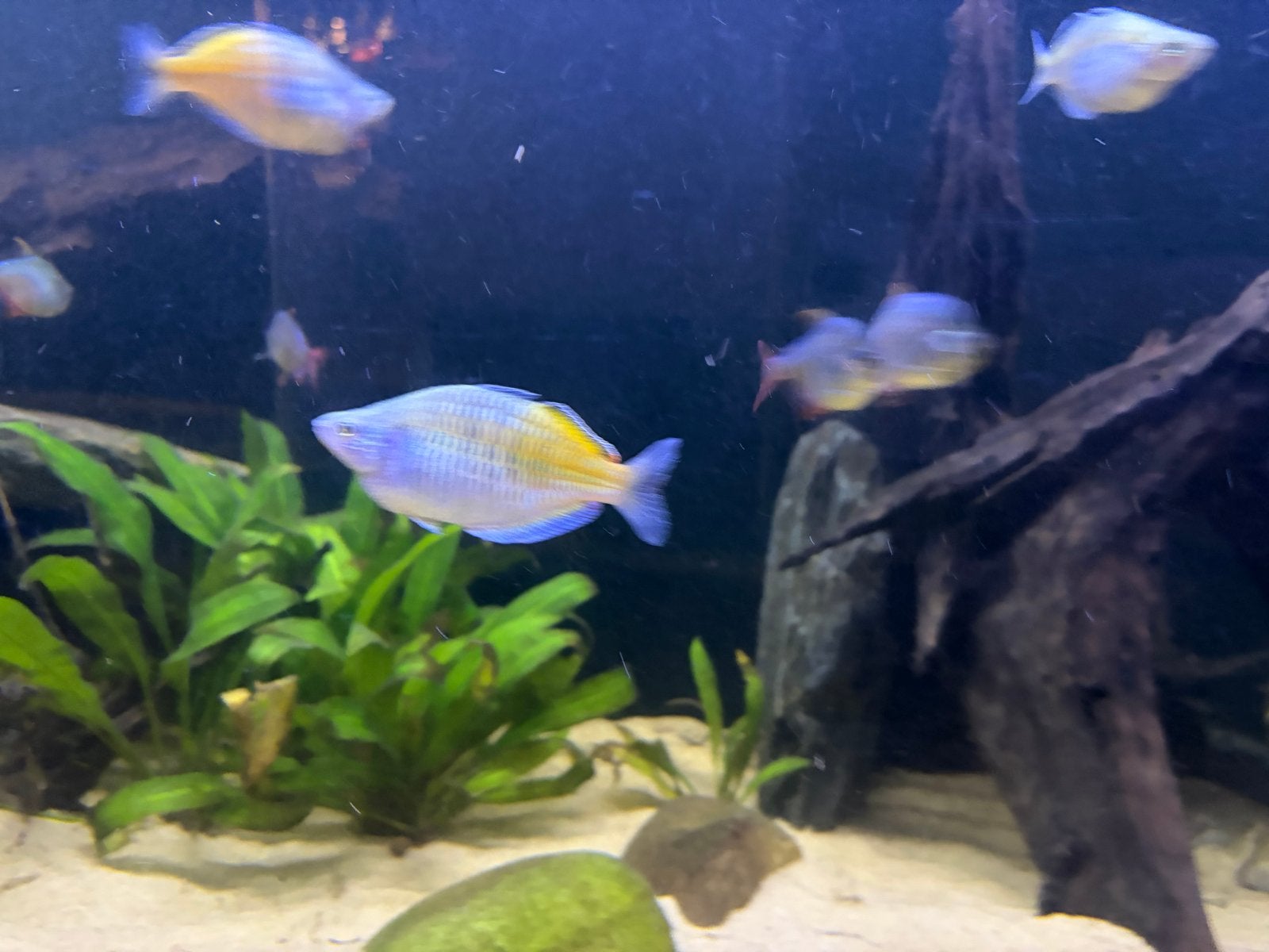 5 x man en 8 x vrouw Melanotaenia boesemani Regenboogvis, Dieren en Toebehoren, Vis