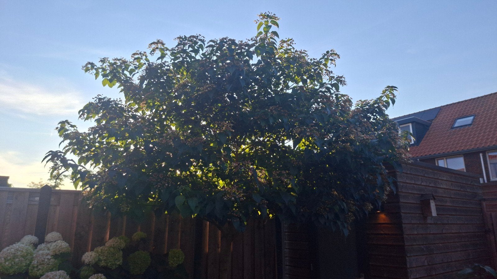 Pindakaasboom (Clerodendrum trichotomum) groot, Overige soorten, 250 tot 400 cm, Zomer, Ophalen