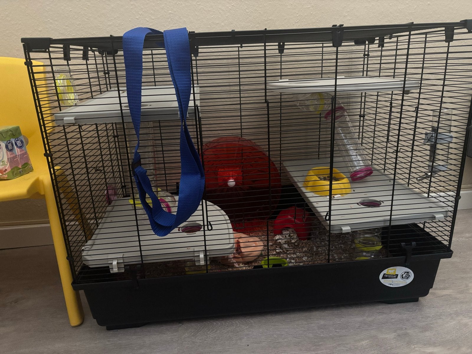 Lieve handtamme Syrische langharige hamster (5 mnd), Kooi, Minder dan 75 cm, Zo goed als nieuw, Hamster