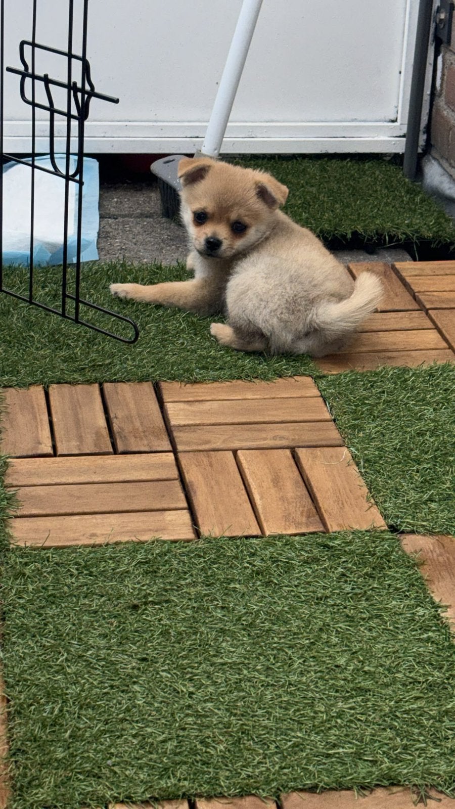 Pomeriaan/Chihuahua, 8 tot 15 weken, Eén hond, Nederland, Particulier
