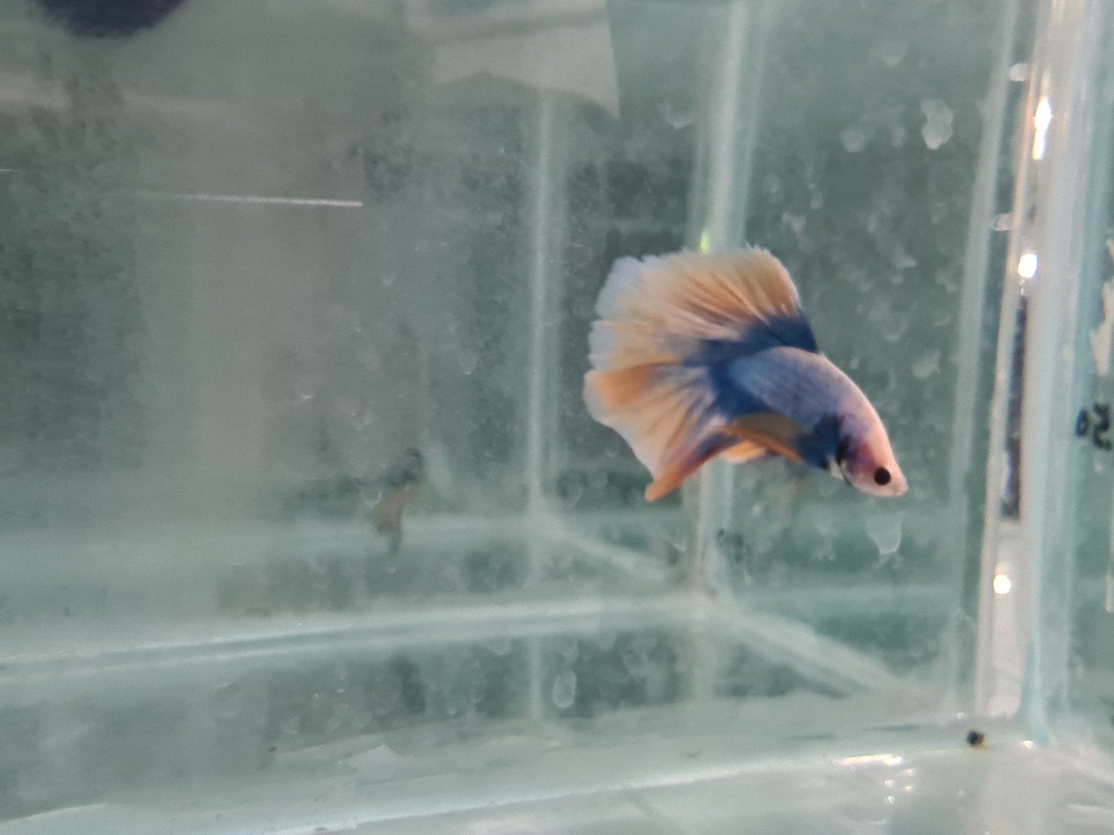 Betta splendens super delta kempvis man, Dieren en Toebehoren, Vis, Zoetwatervis