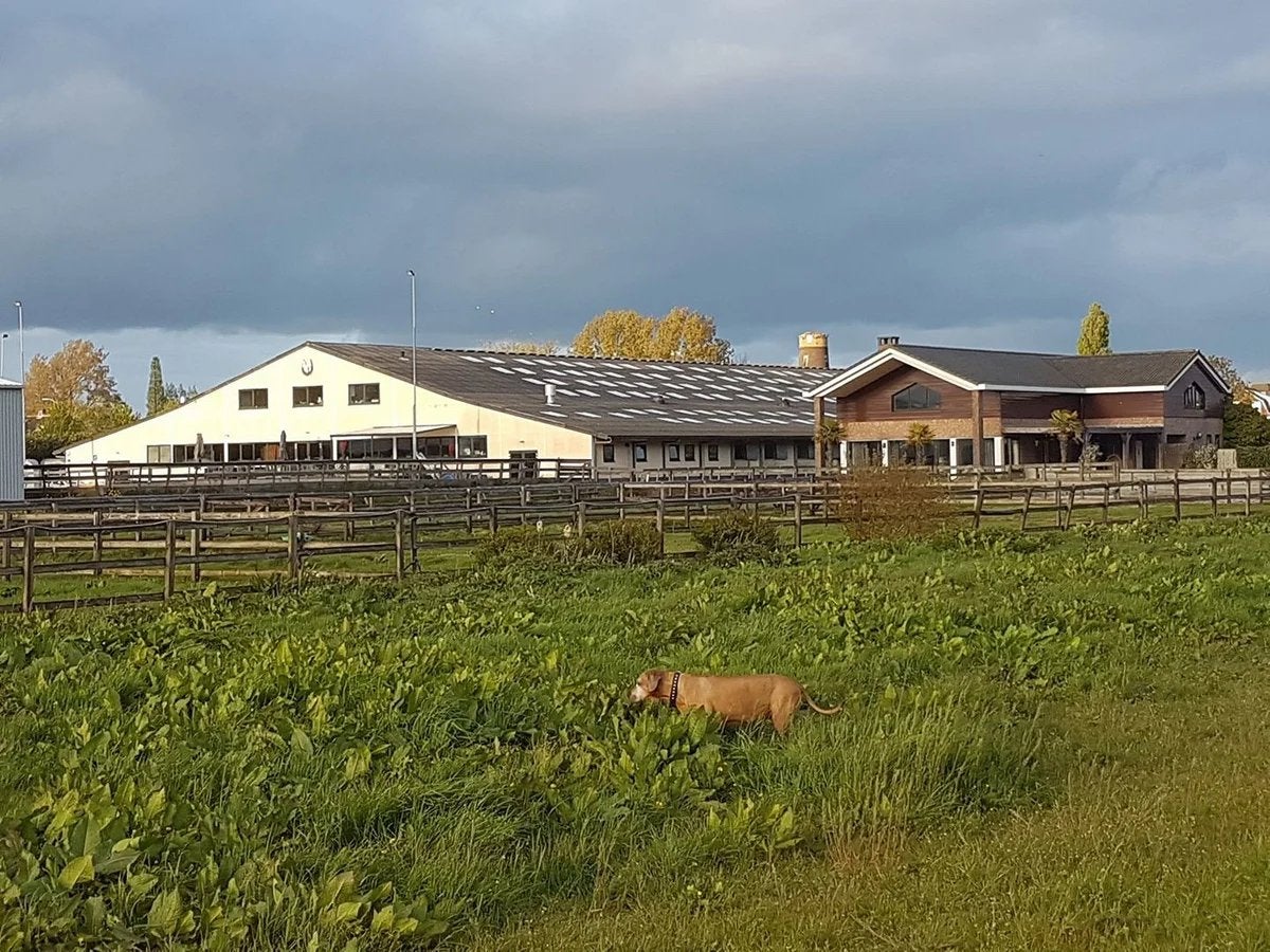 Luxe pensioenstallen & luikboxen vrij – Direct aan het bos!, Stalling, 4 paarden of pony's of meer