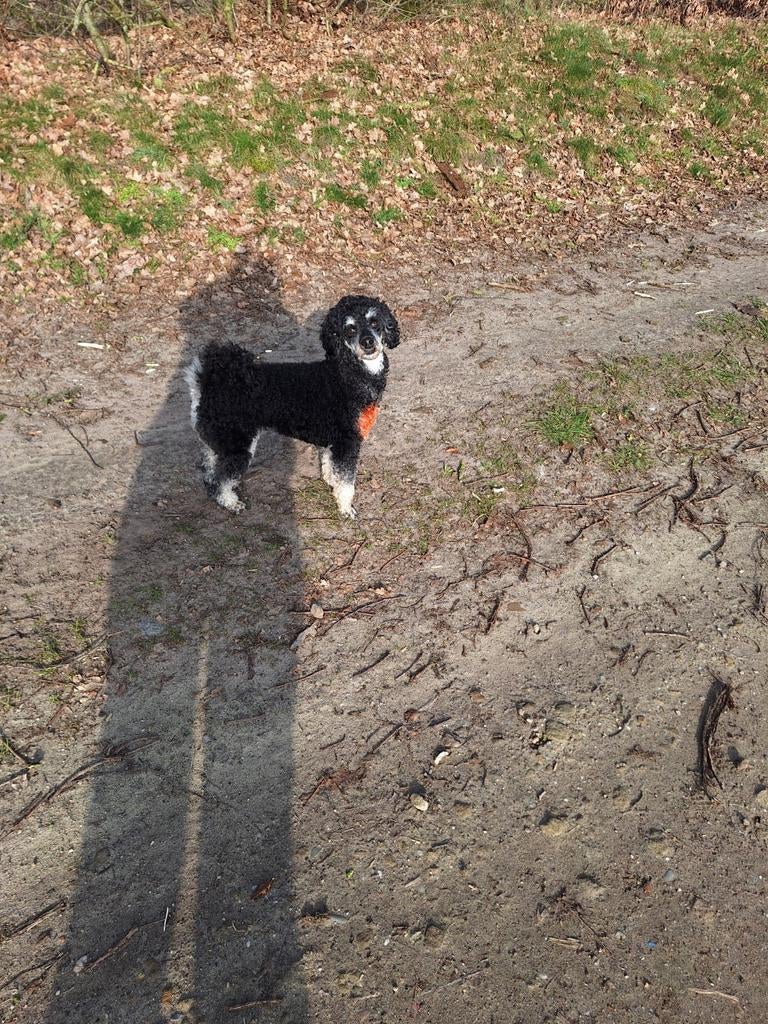 Honden opas, Dieren en Toebehoren, Ophalen