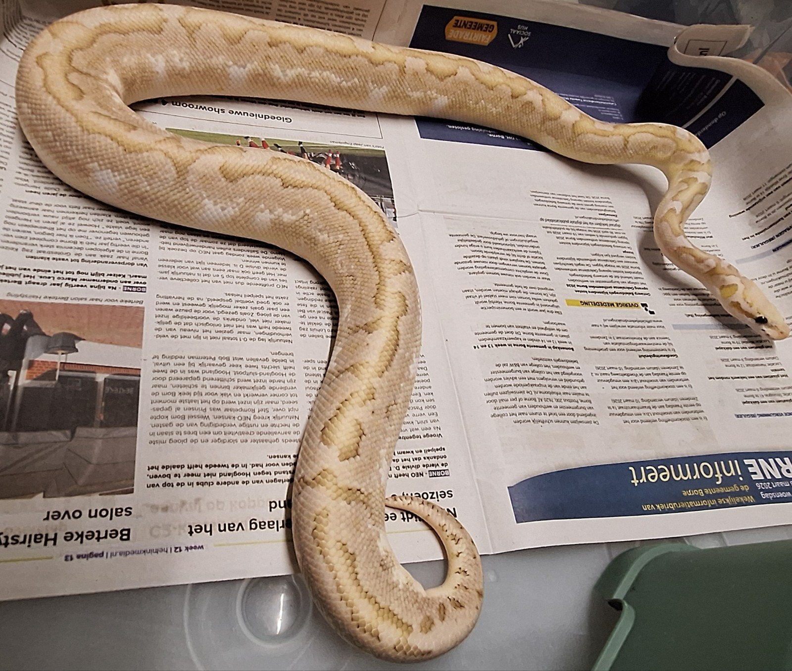 Bamboo spotnose pastel 100%het clown Ball Python - female for sale from SC