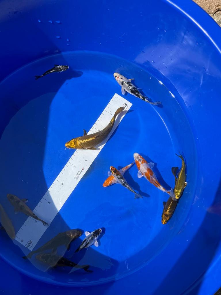 Koi (tosai), Karper of Koi
