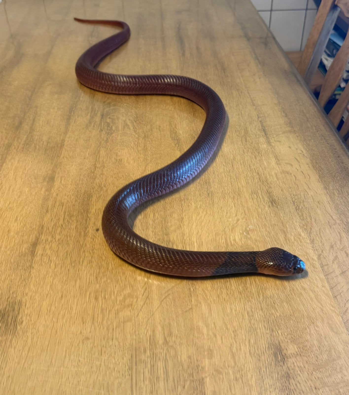 Naja pallida, rode spugende cobra., Slang, 7 tot 10 jaar